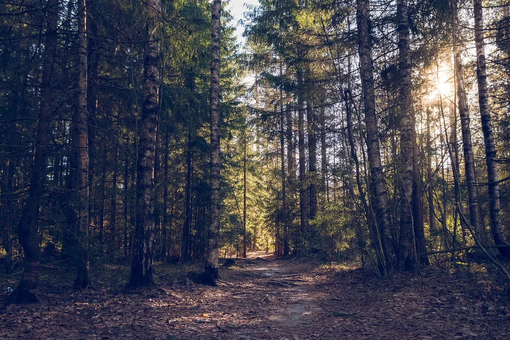 Aurinkoinen kuusimetsä ja polku